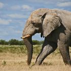 Vorschau auf Etosha