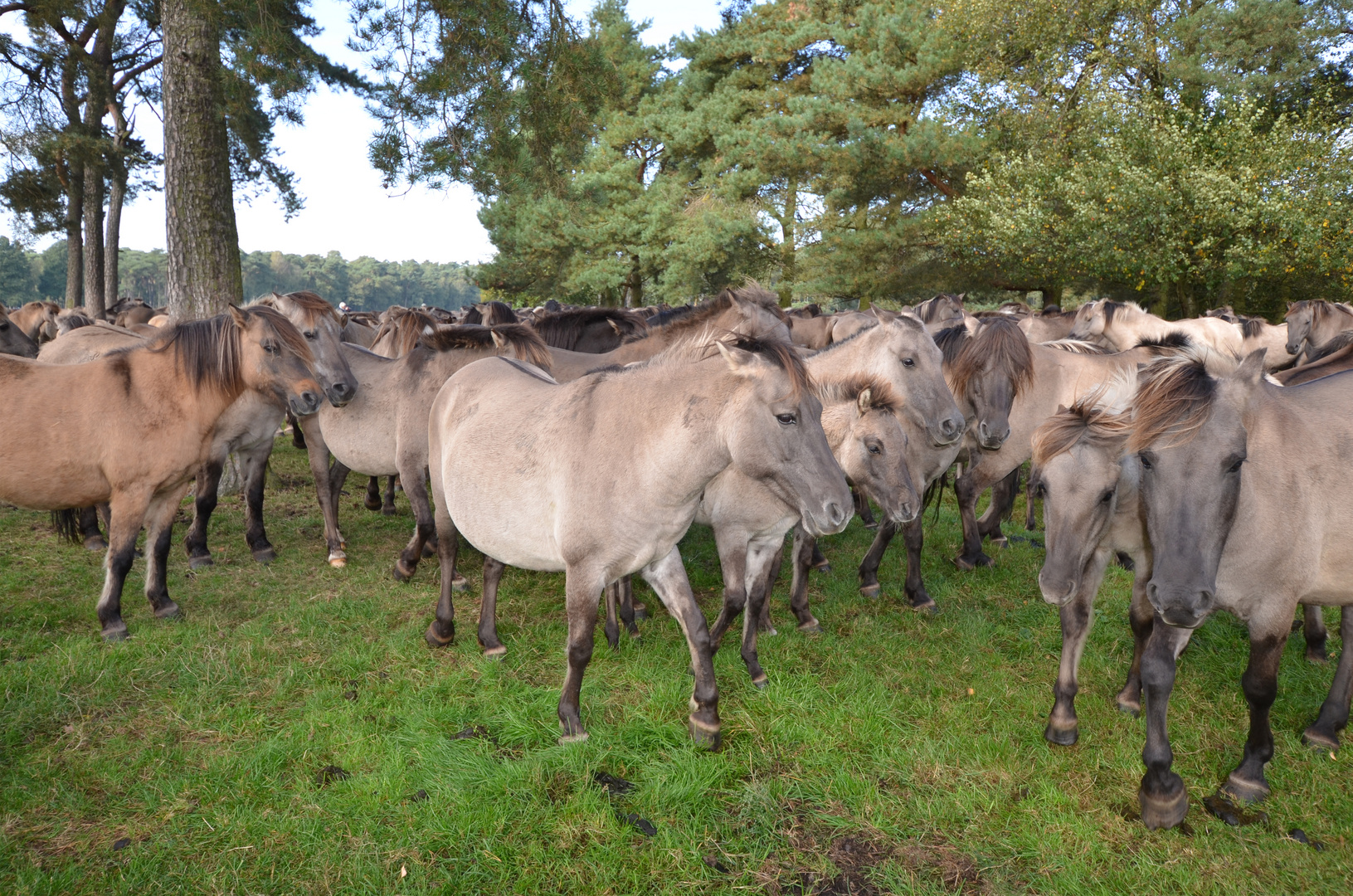 VORSCHAU für 2015 * Wildpferde …