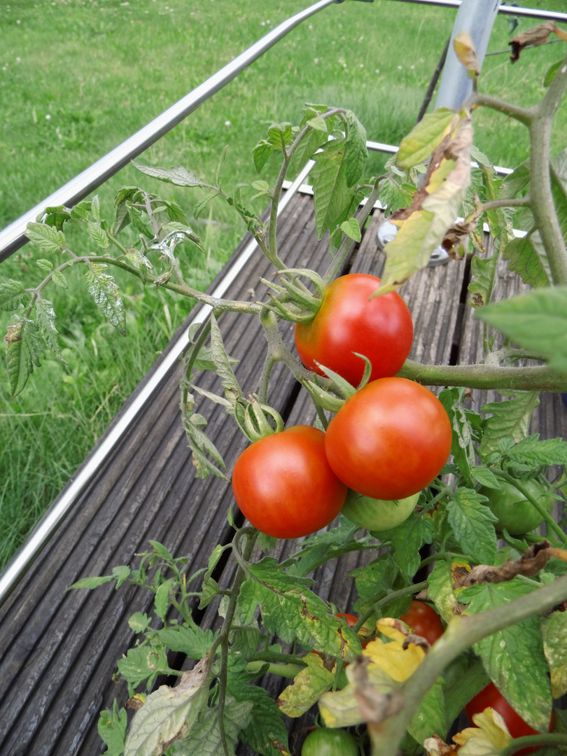 Vorschau Tomatenernte 2018