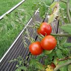 Vorschau Tomatenernte 2018