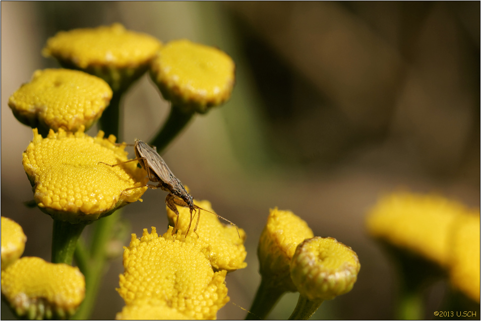 Vorschuss auf den Sommer