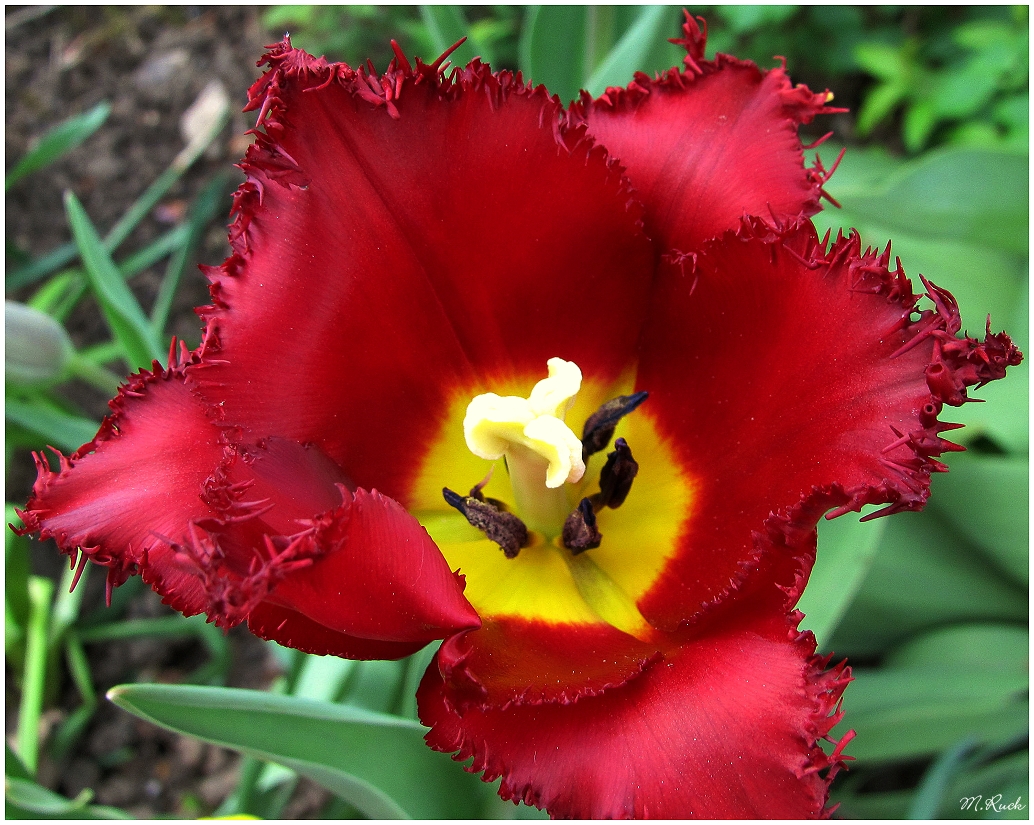 Vorschuss auf die kommende Tulpenzeit ,