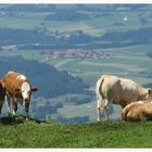 Vorsicht an der Wiesenkante. 