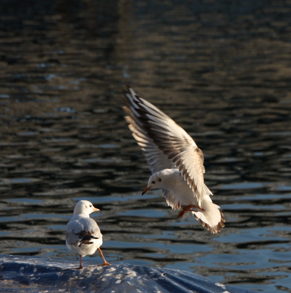 Vorsicht Anflug