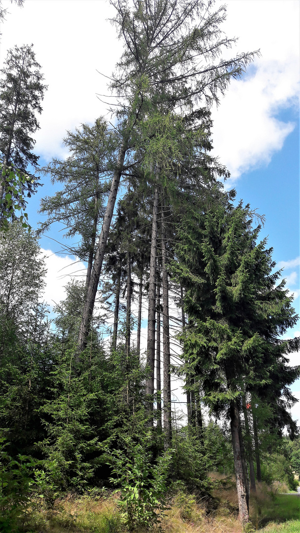 Vorsicht Baum könnte auf den Weg fallen !