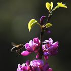 Vorsicht bei exotischen Blüten