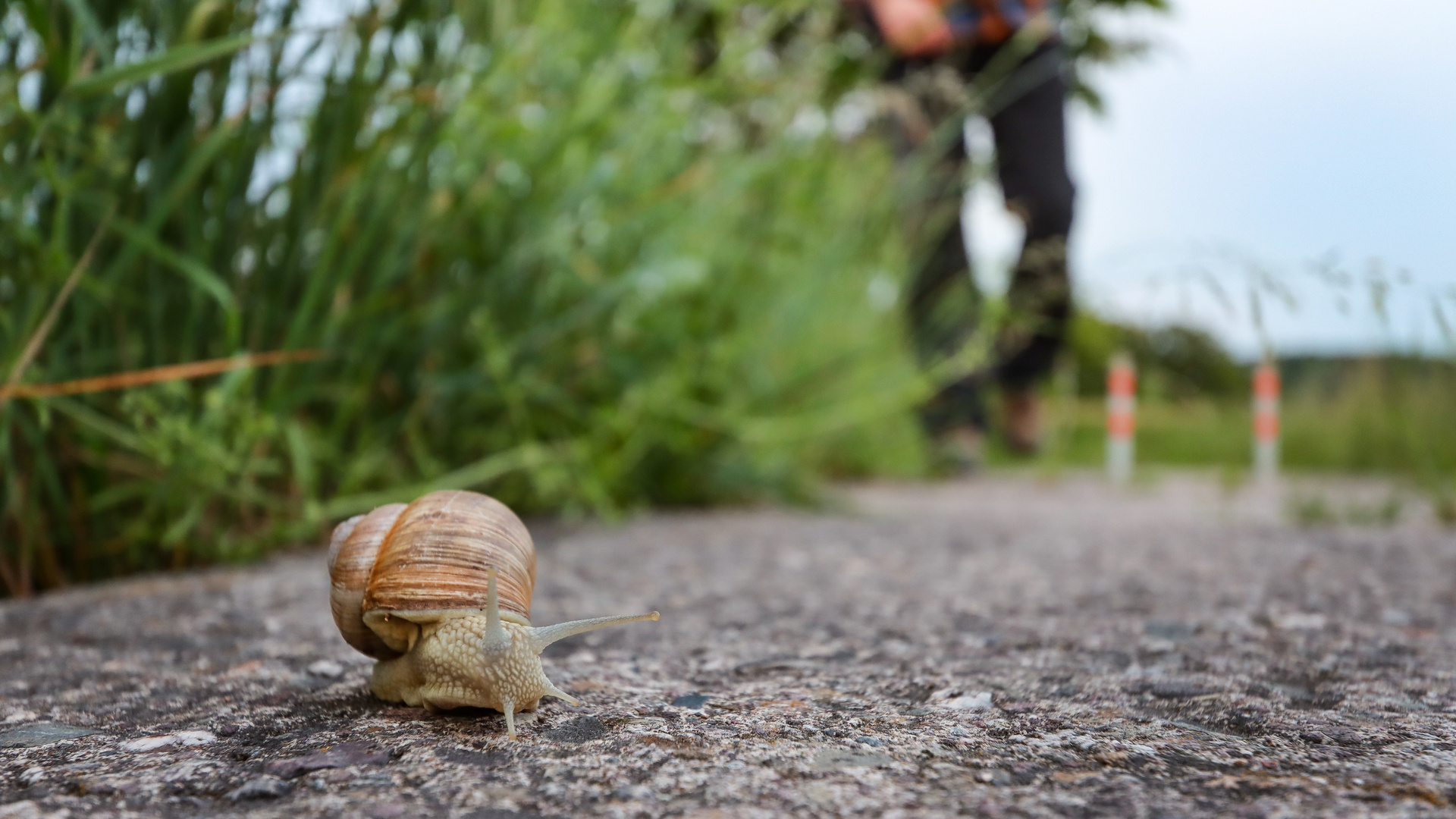 Vorsicht beim überqueren der Straße, kleine Schnecke!!!