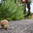 Vorsicht beim überqueren der Straße, kleine Schnecke!!!