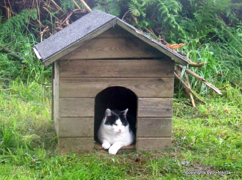 Vorsicht, bissige Katze !!