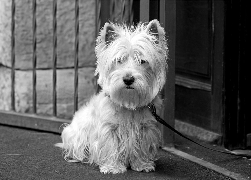 Vorsicht! Bissiger Hund!