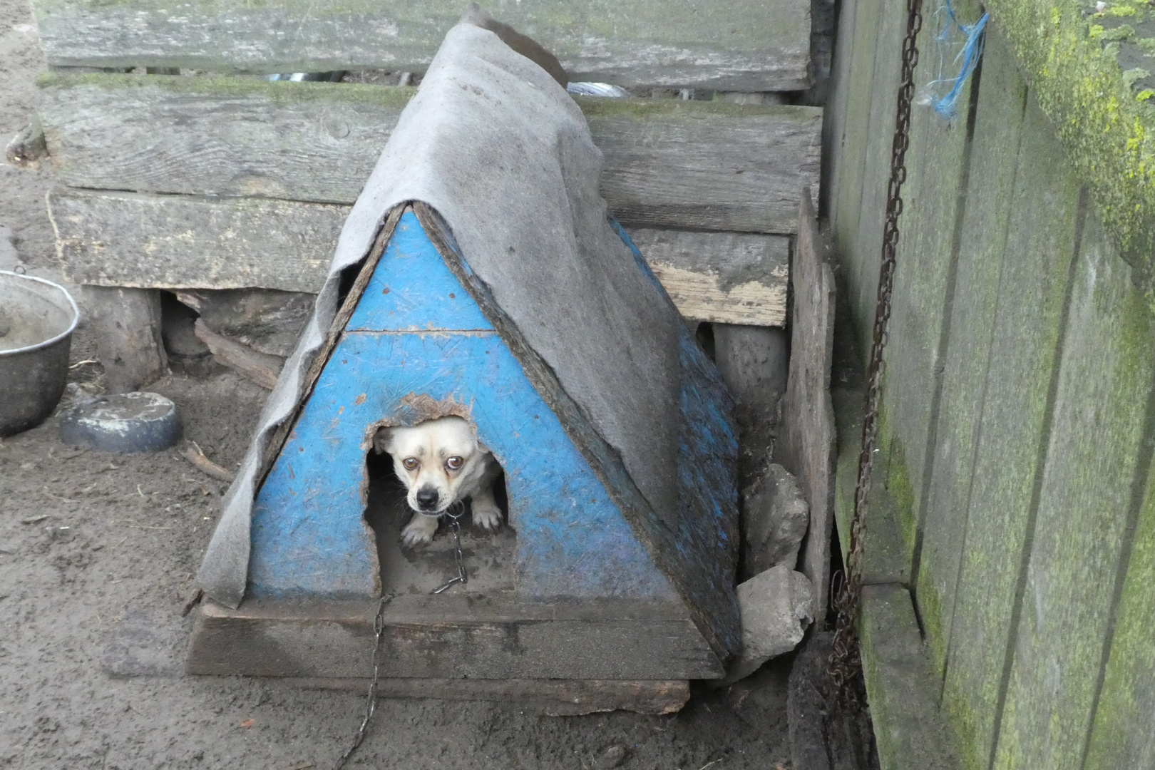 Vorsicht: Bissiger Hund