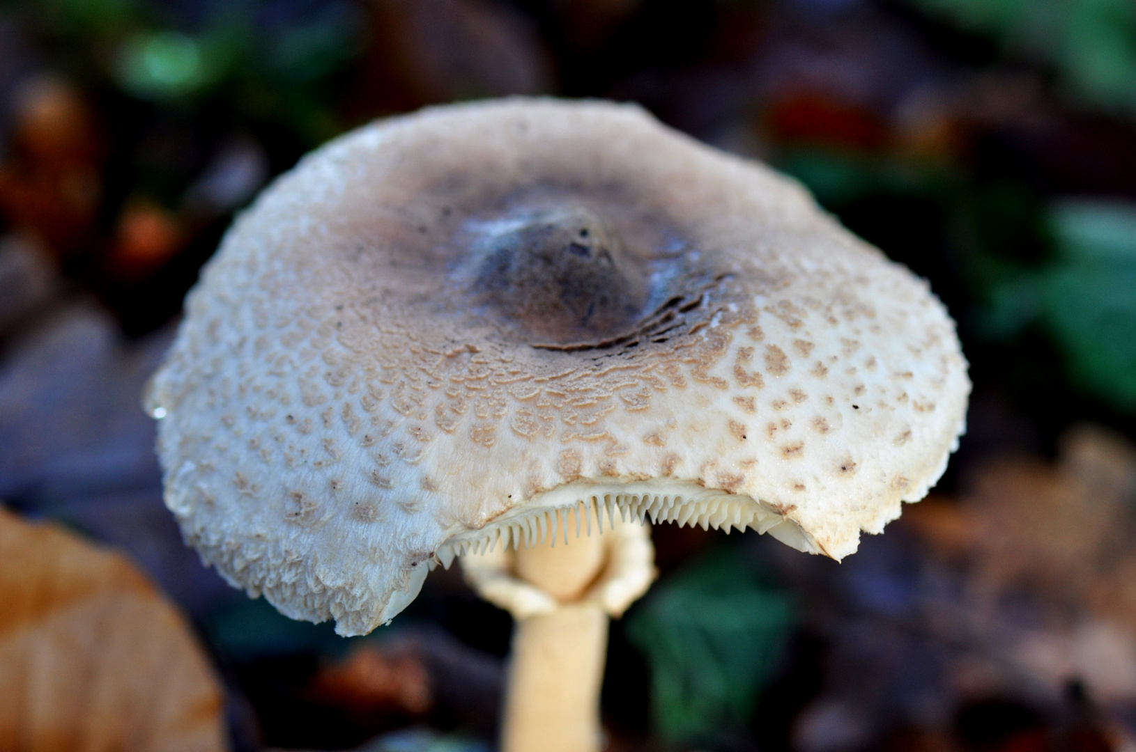 Vorsicht bissiger Pilz - oder - hier wache ich!