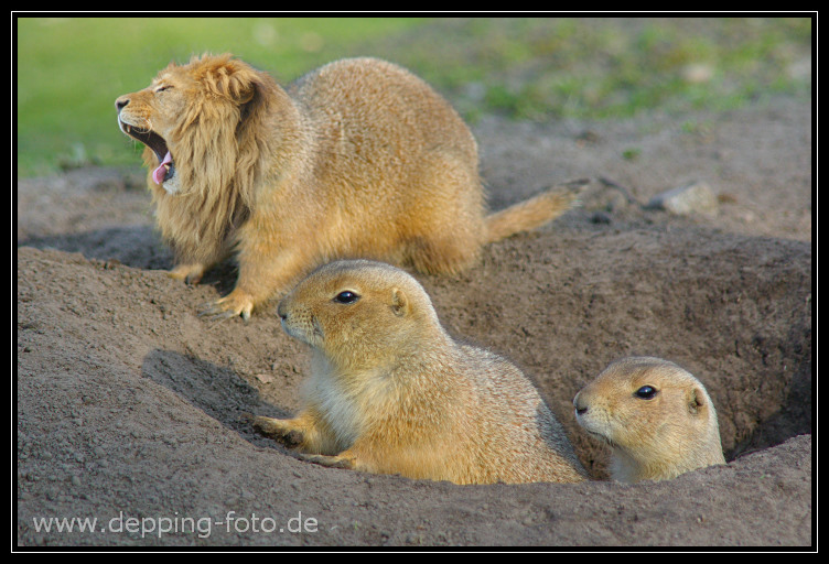 Vorsicht- bissiger Prairiehund !!