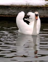 Vorsicht bissiger Schwan