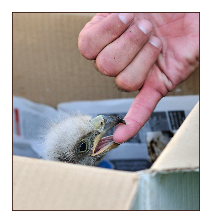 Vorsicht bissiger Vogel