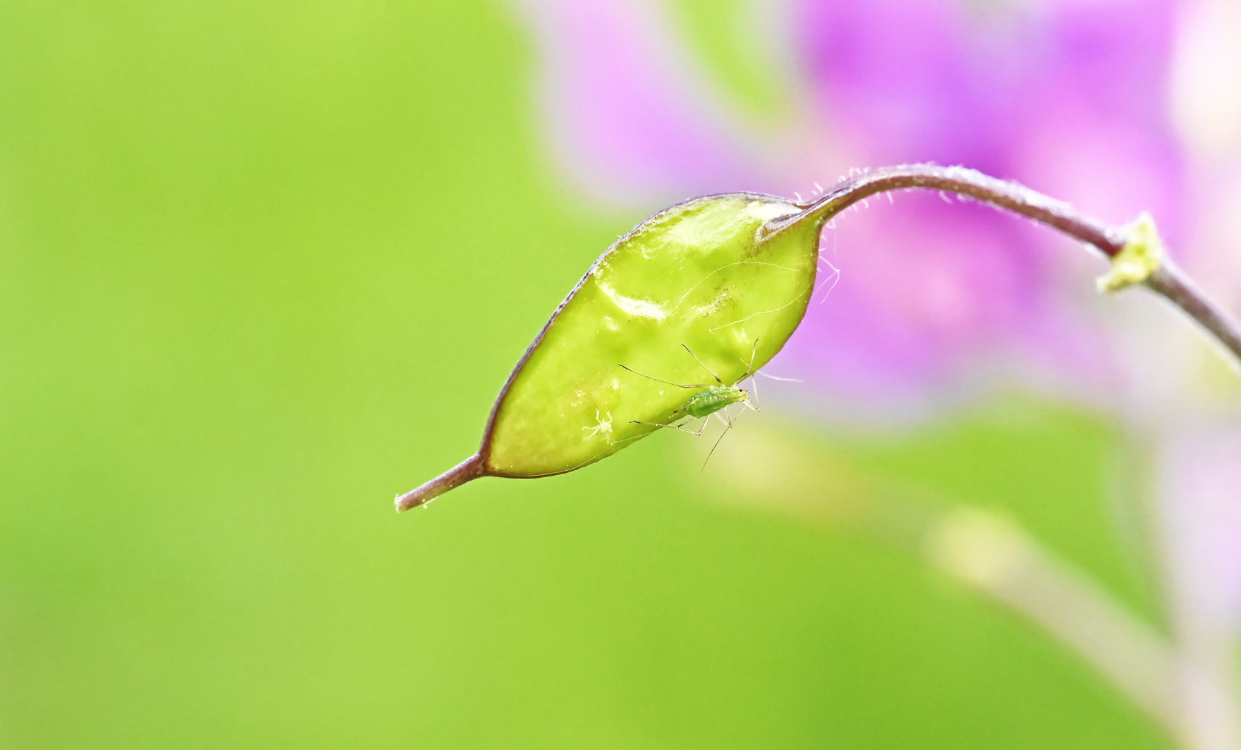 vorsicht der kleine springt gleich ...