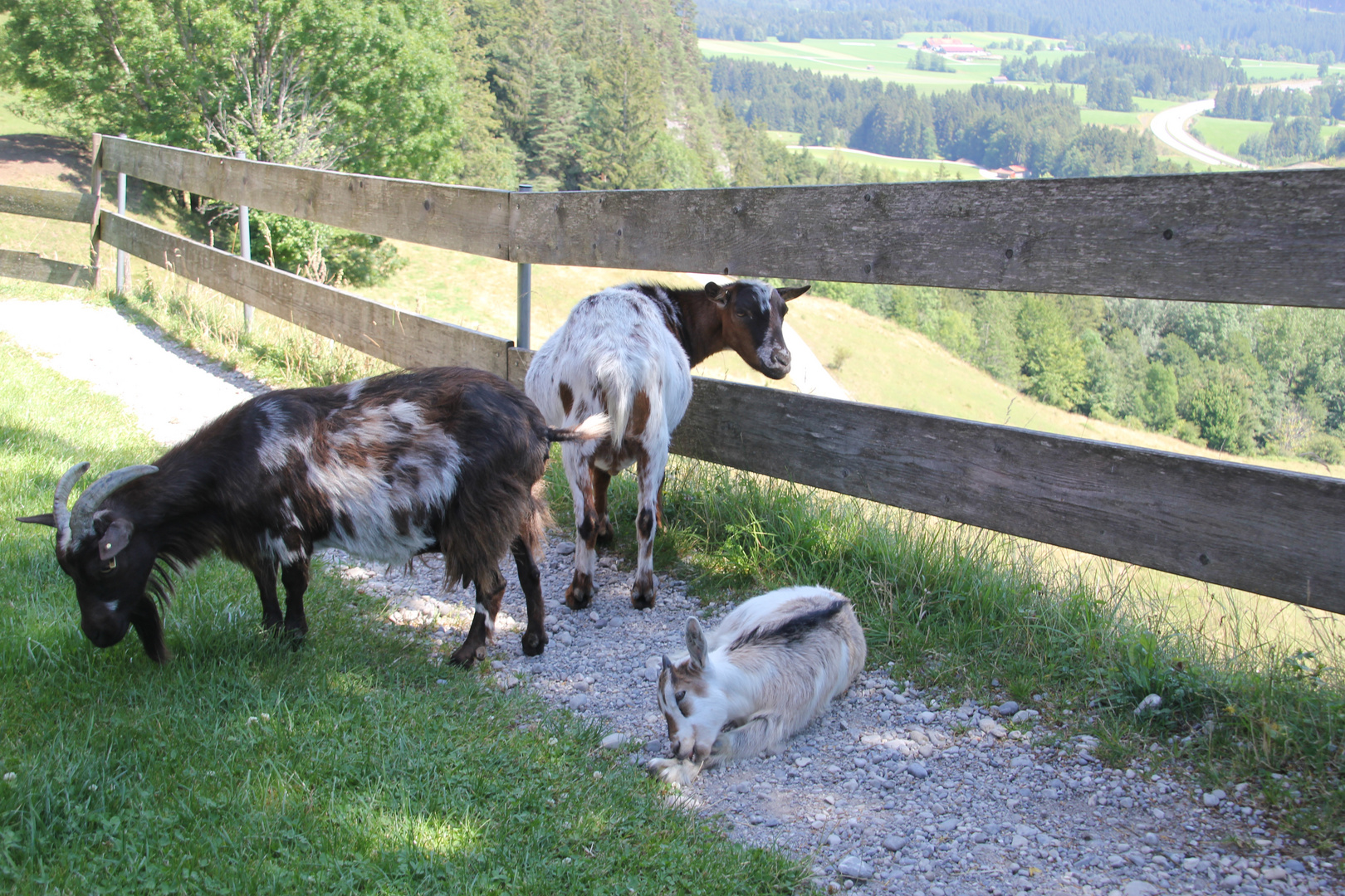 Vorsicht, die Ziege stehlen auf der Alm den Gästen den Kuchen vom Teller