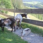 Vorsicht, die Ziege stehlen auf der Alm den Gästen den Kuchen vom Teller