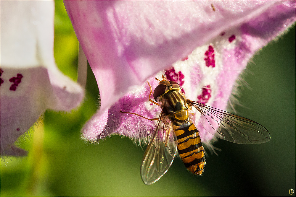 Vorsicht Digitalis !