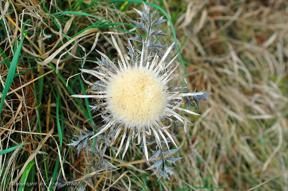 Vorsicht eine....Silberdistel