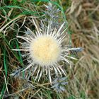 Vorsicht eine....Silberdistel