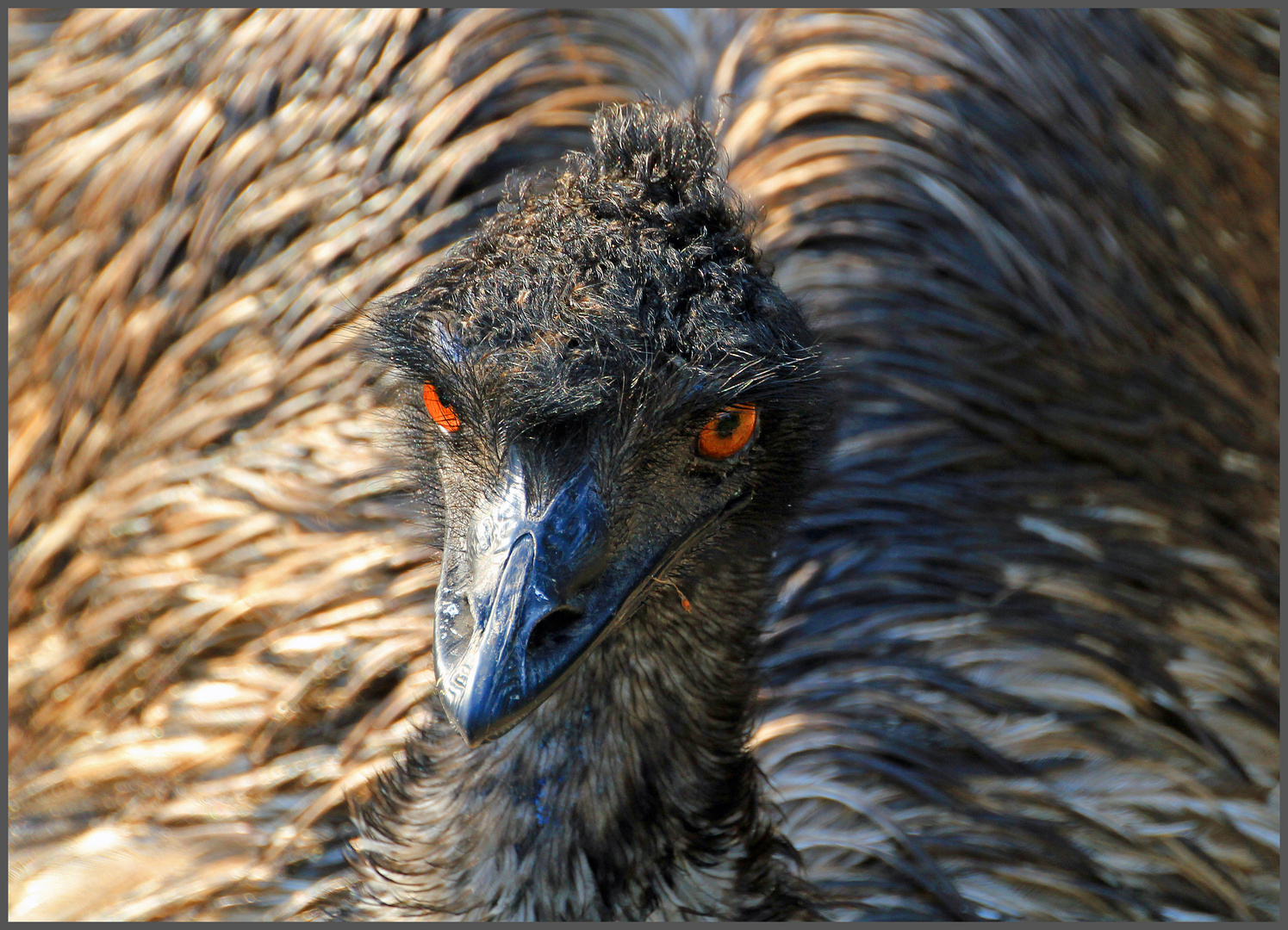 Vorsicht Emu!