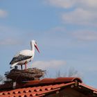 Vorsicht - es ist wieder Zeit der Storchenbisse