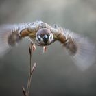 Vorsicht! Feldsperling im Anflug..