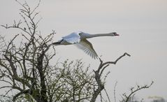 Vorsicht Flugverkehr - Höckerschwan