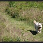 Vorsicht, freilaufender Hund