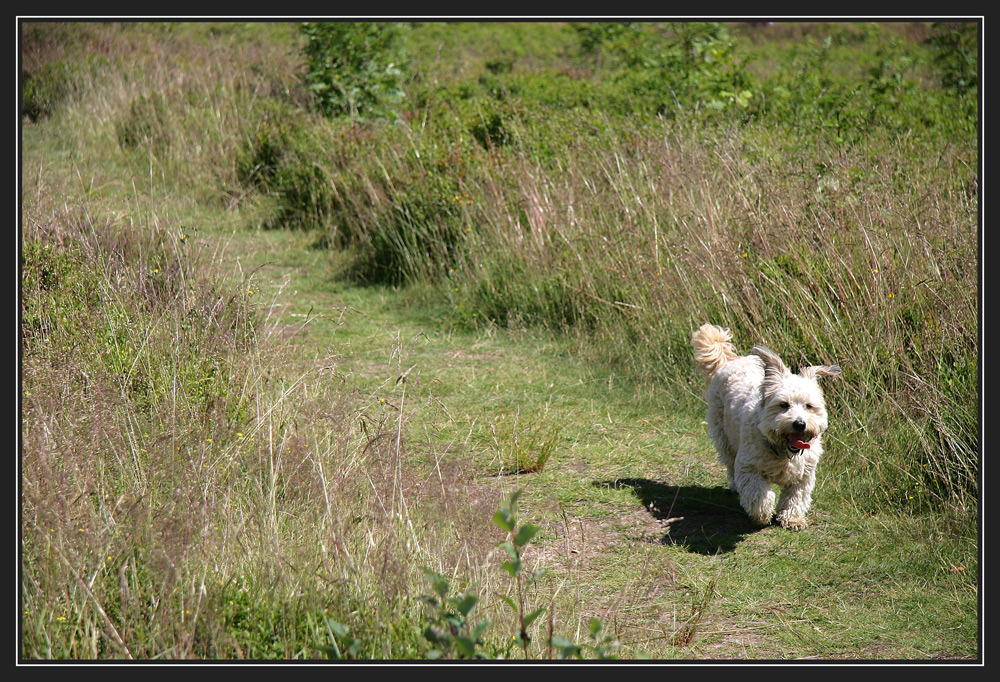 Vorsicht, freilaufender Hund