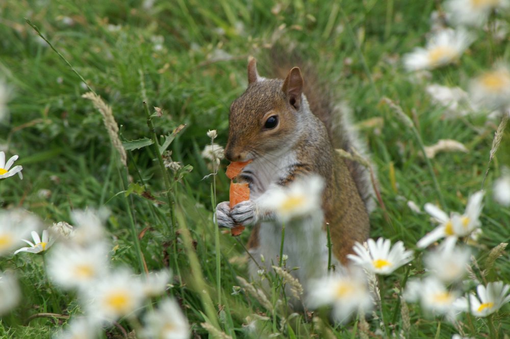 Vorsicht: "Gefraessige Tiere im Park"