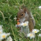 Vorsicht: "Gefraessige Tiere im Park"