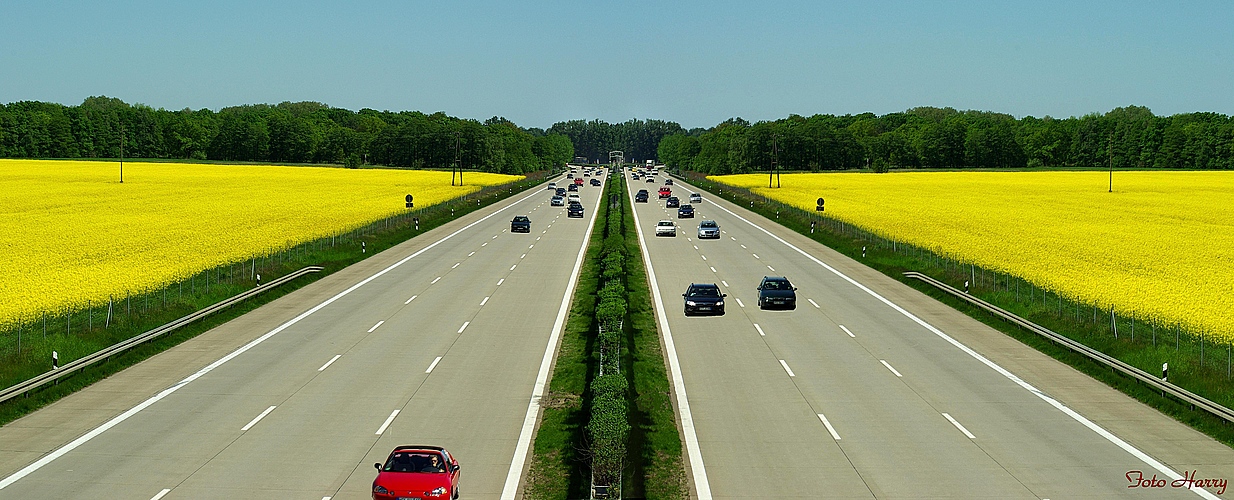 Vorsicht,- Geisterfahrer im Rapsfeld.