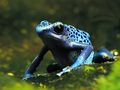 Amphibien (Lurche) & Reptilien (Kriechtiere) im Zoo