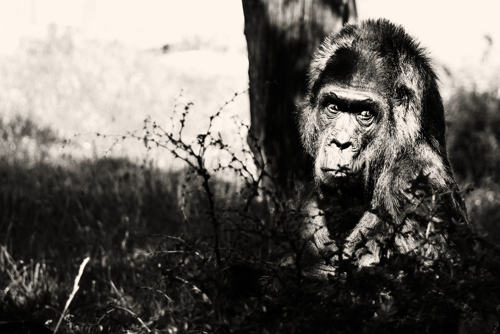 Vorsicht, Gorilla! (Neue Bea)