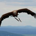 Vorsicht: Großer "Vogel" im Landeanflug ;-)