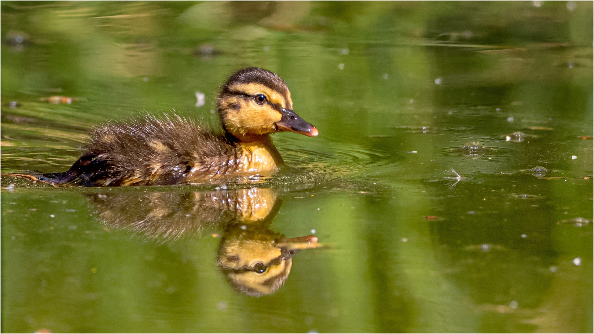 Vorsicht - Hecht im Weiher!