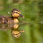 Vorsicht - Hecht im Weiher!