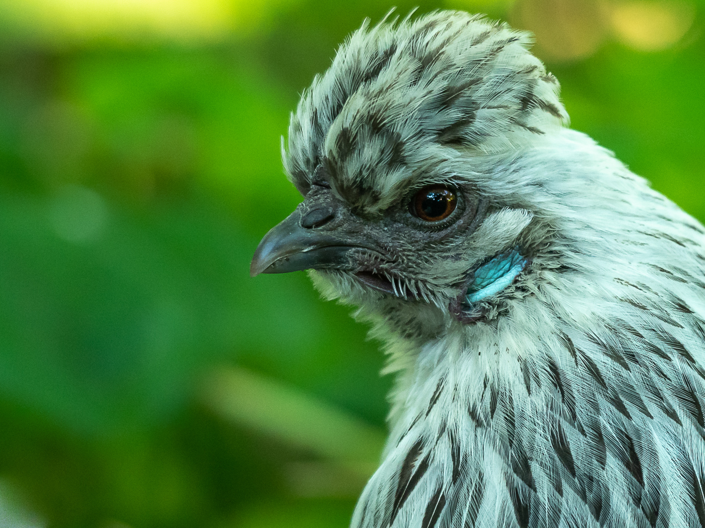 Vorsicht! Huhn!