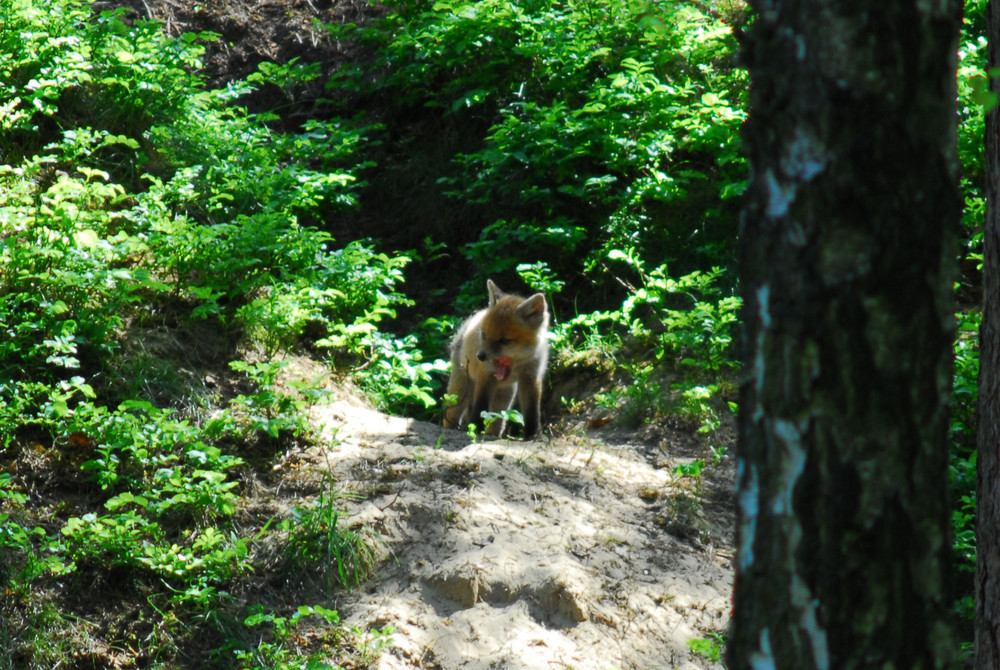 Vorsicht!!!! Ich bin ein Fuchs