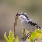 Vorsicht ist angebracht, der Falke ist unterwegs!