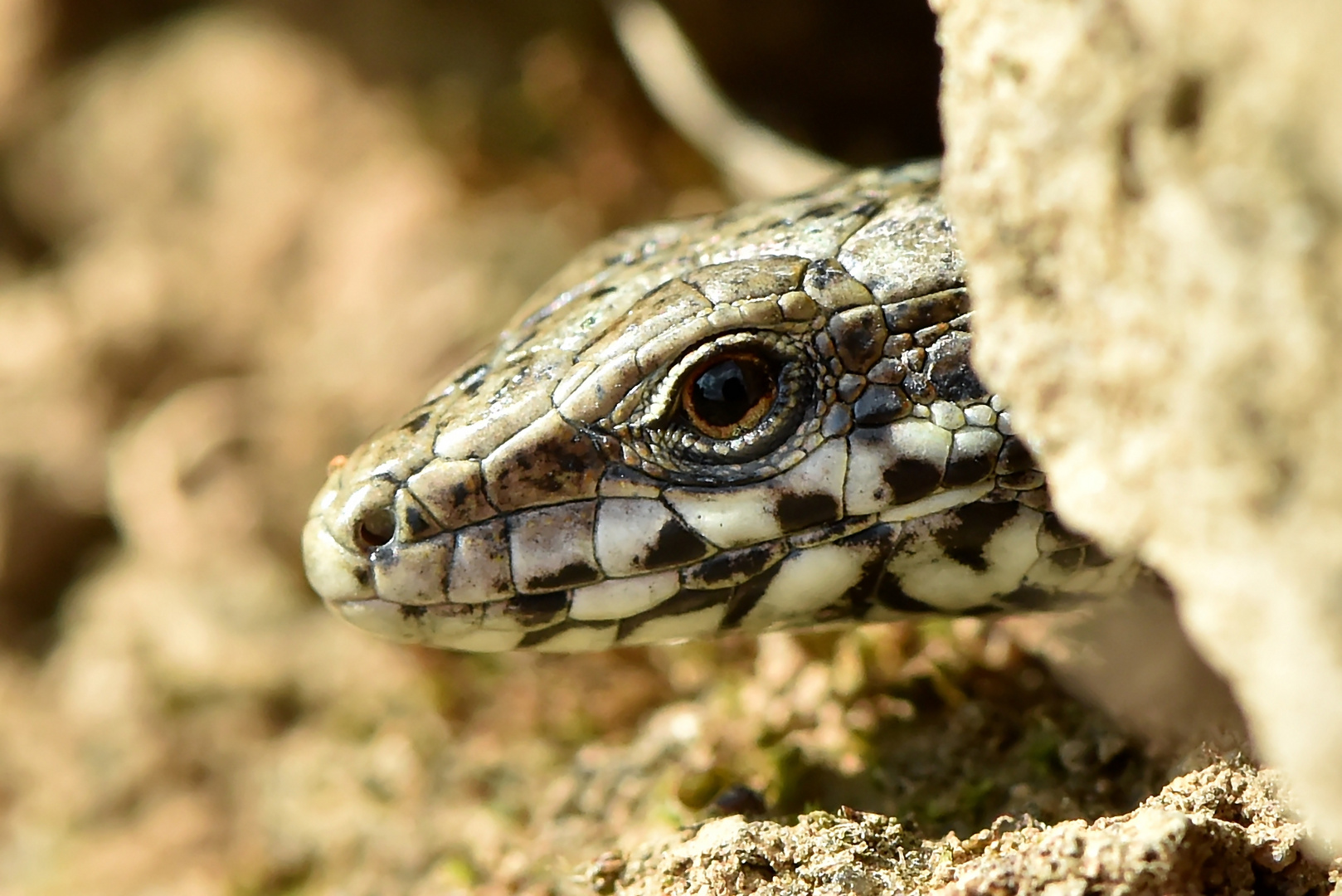 Vorsicht ist die Mutter der Porzellankiste Foto & Bild natur, tiere, wildlife Bilder auf