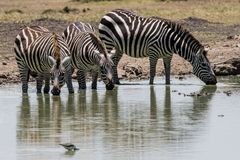 Vorsicht ist die Mutter der Prozelankiste