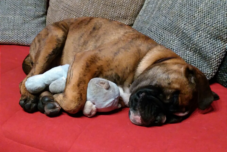 Vorsicht Kampfhund :-)