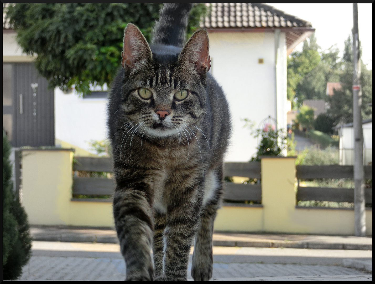 Vorsicht ! Kampfkatze ...