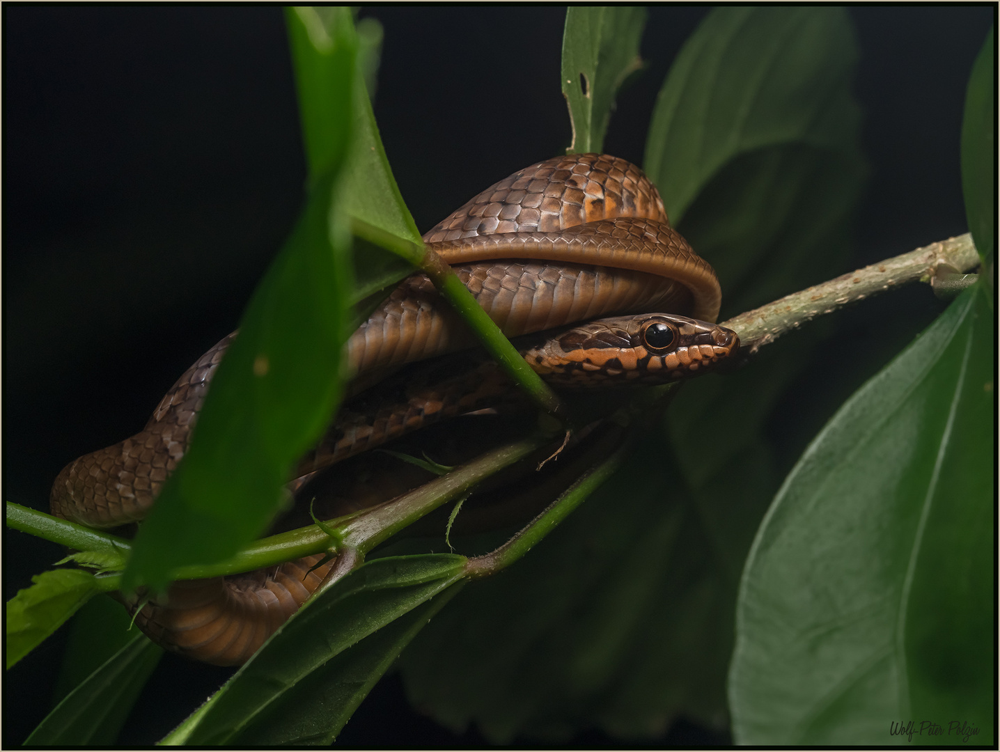 Vorsicht Knoten: Peitschennatter auf Lauer (Costa Rica)