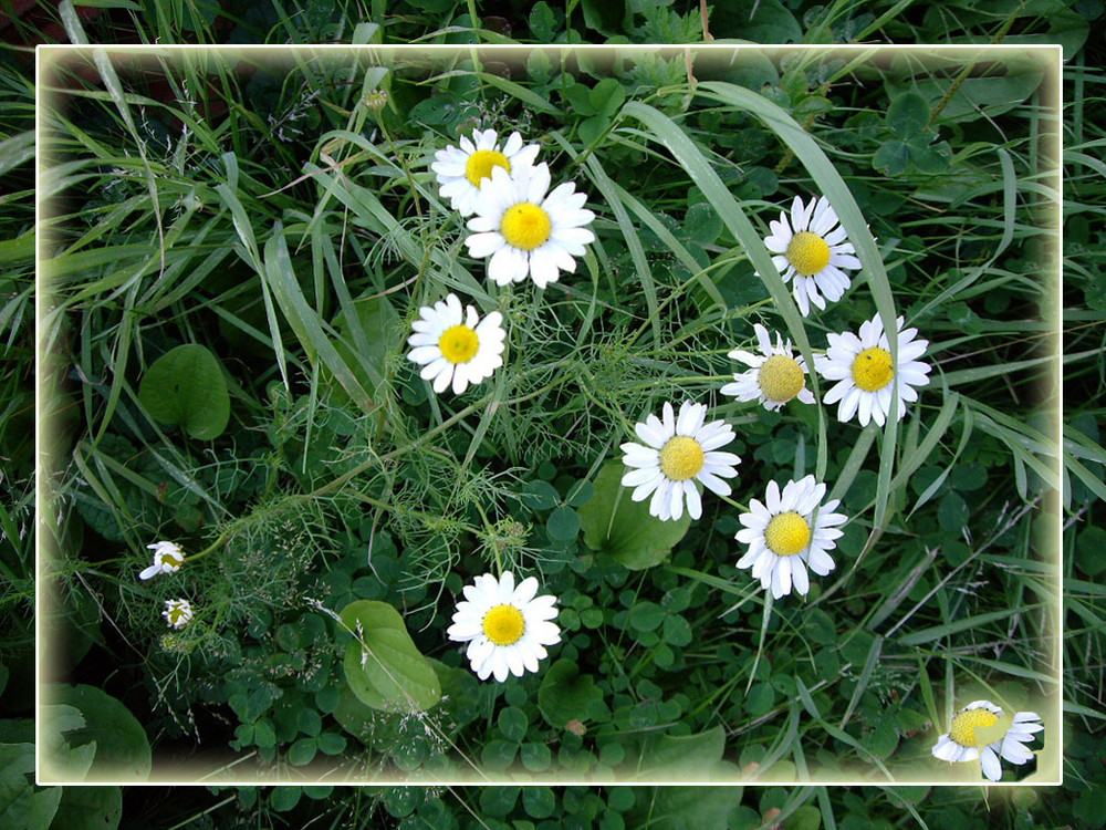 * Vorsicht... nicht treten... Gänseblümchen *