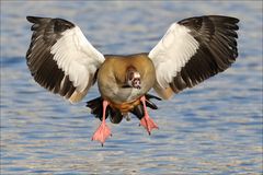 Vorsicht Nilgans