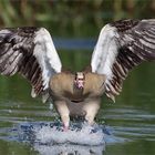 Vorsicht Nilgans